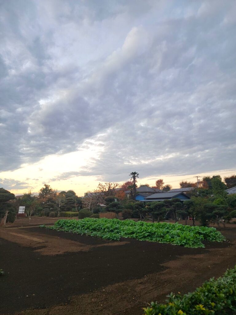 野川公園付近の美しい畑景色