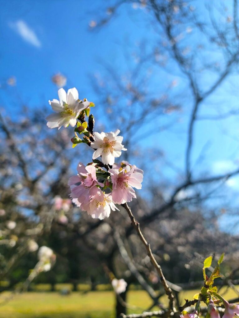 秋に咲く桜、子福桜（コブクザクラ）を見ながら秋花見♪