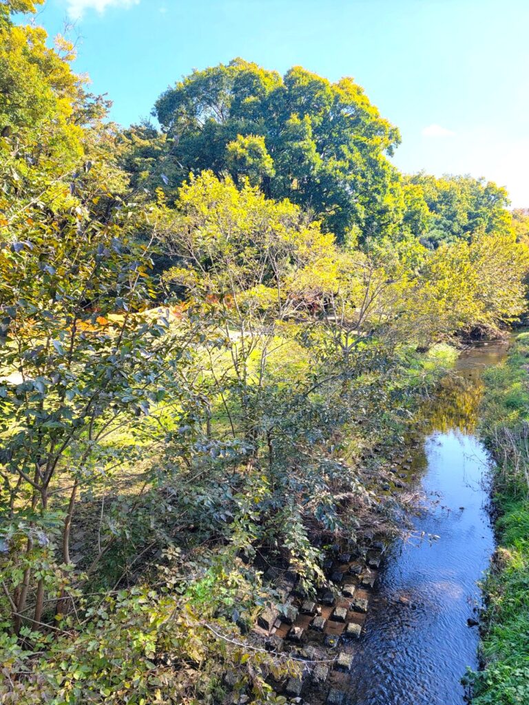 秋晴れの野川沿いをハイキングしてお腹を空かせます