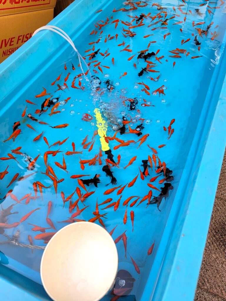 【高円寺】第66回東京高円寺阿波おどり 2025 金魚すくい