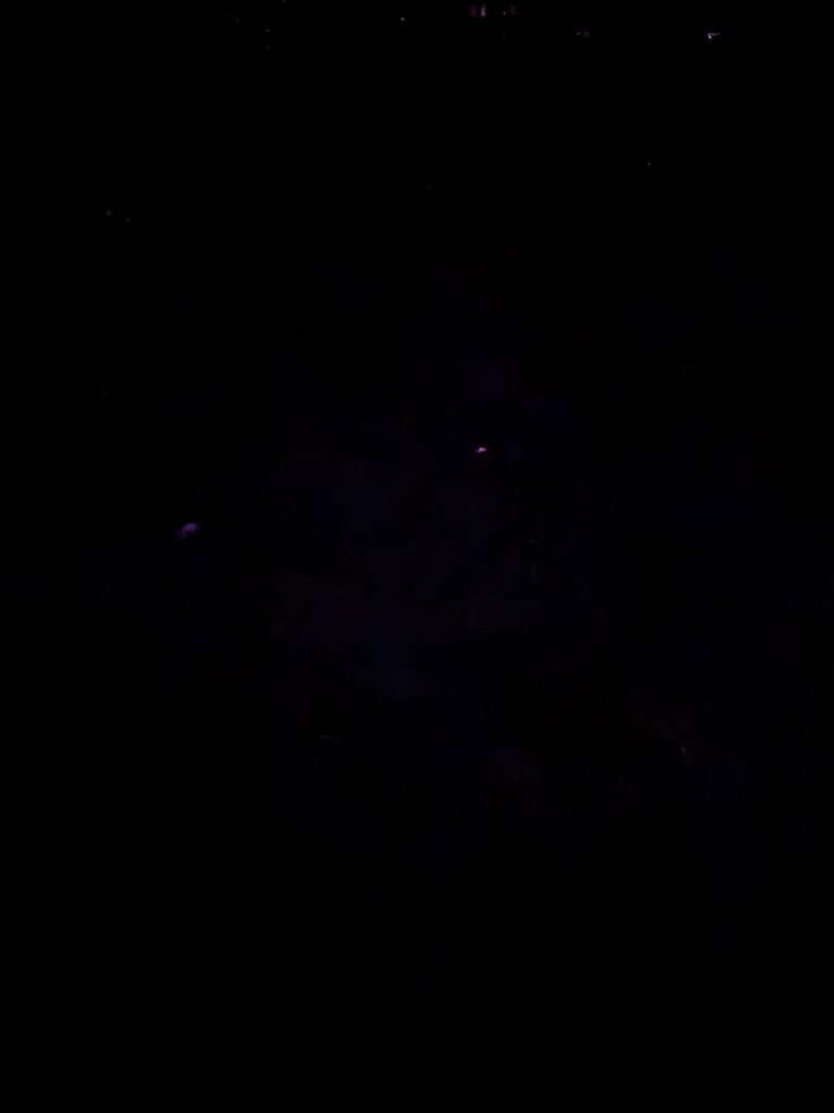 第28回 2025年 久我山ホタル祭り 静止画