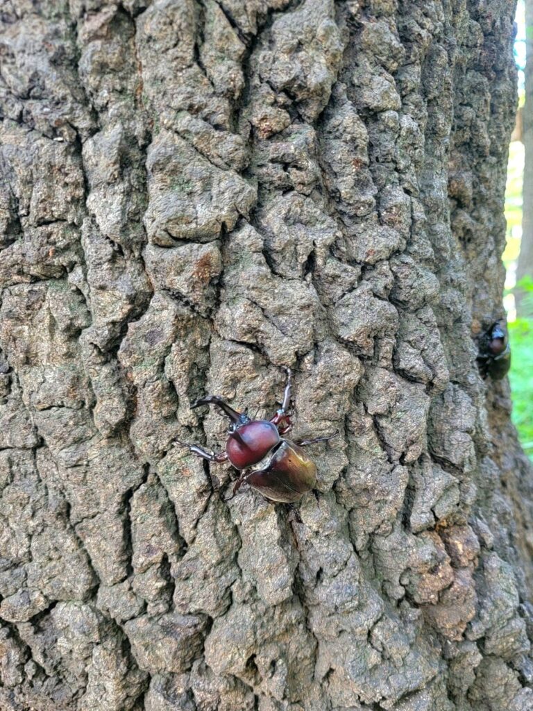 東京産カブトムシ 赤カブオス1黒カブオス1