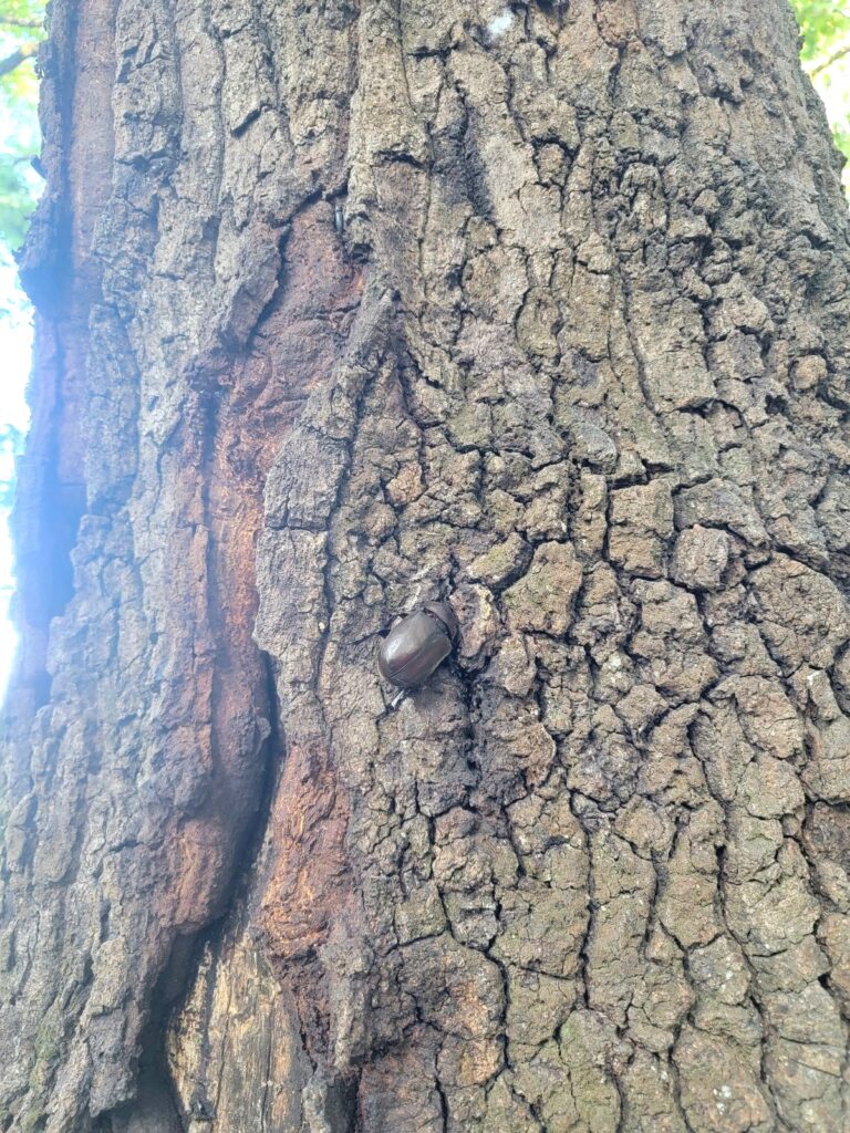 東京産カブトムシ メス1