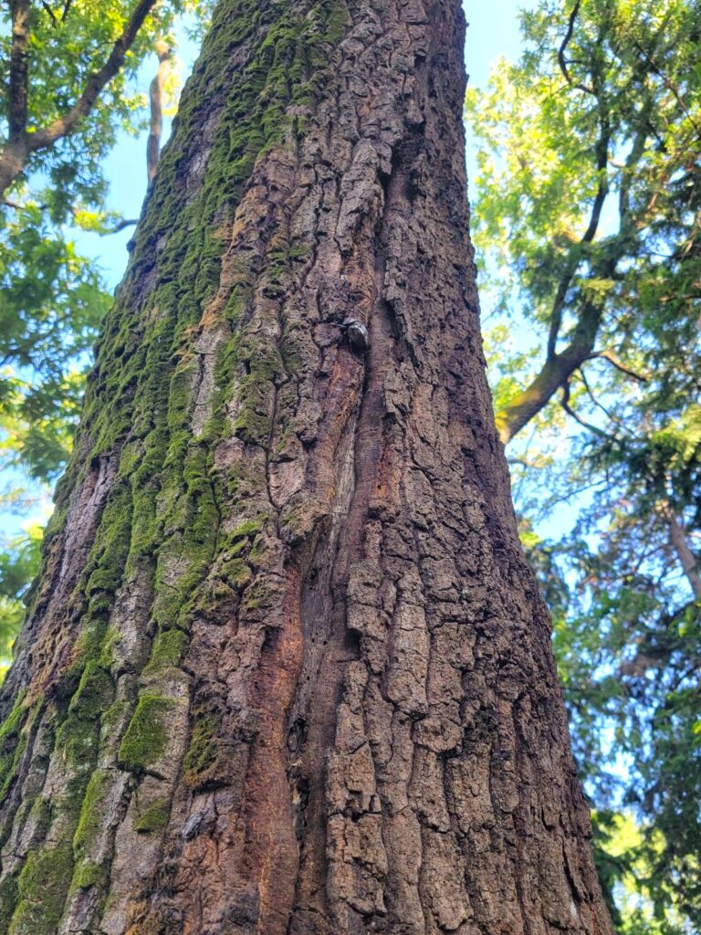 東京産カブトムシ メス2