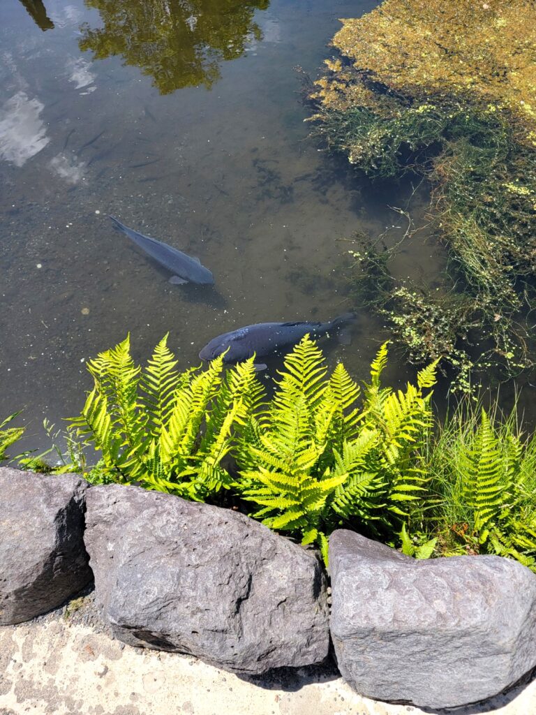 世界文化遺産 忍野八海 写真だと伝わりにくいのですが…井の頭公園の鯉よりも巨大な鯉