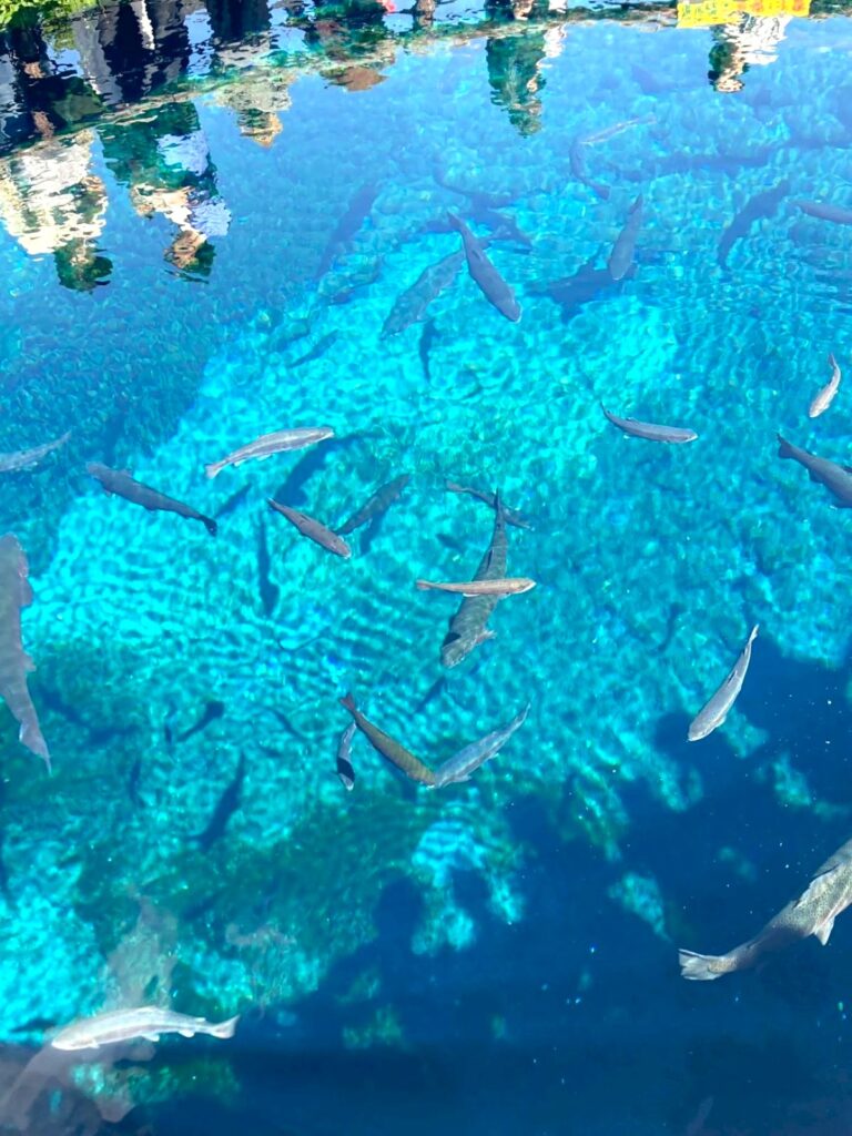 世界文化遺産 忍野八海 一番有名な池ですが…実はここは「忍野八海」の8つの池には含まれない、お土産物屋さんが作った「中池」という人工池